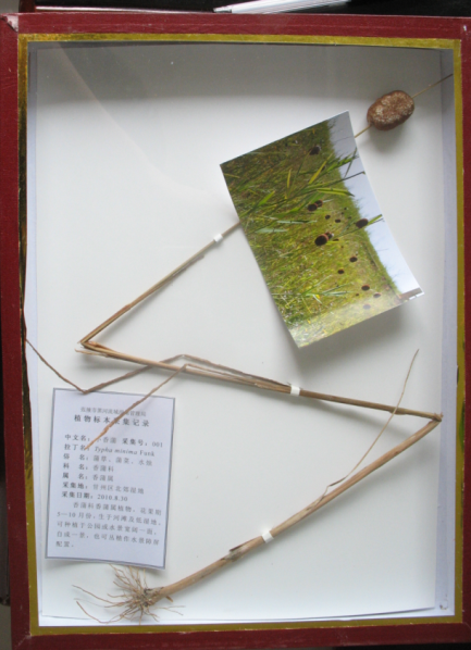 小香蒲