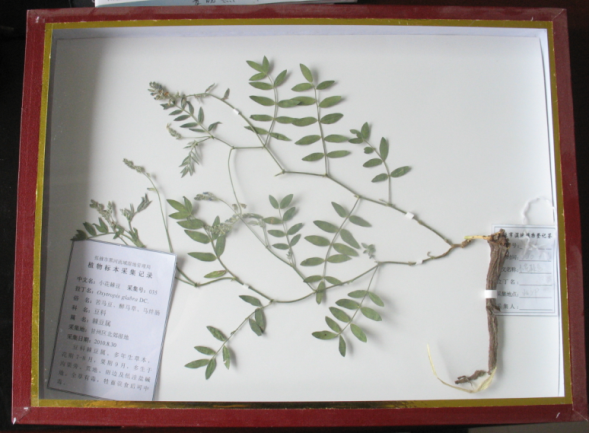 小花棘豆