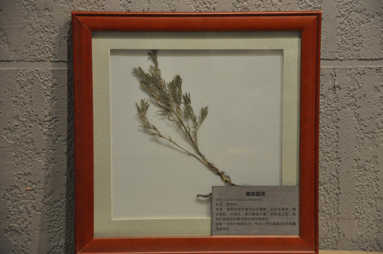 银灰旋花