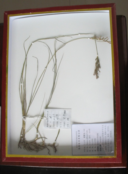 灯心草