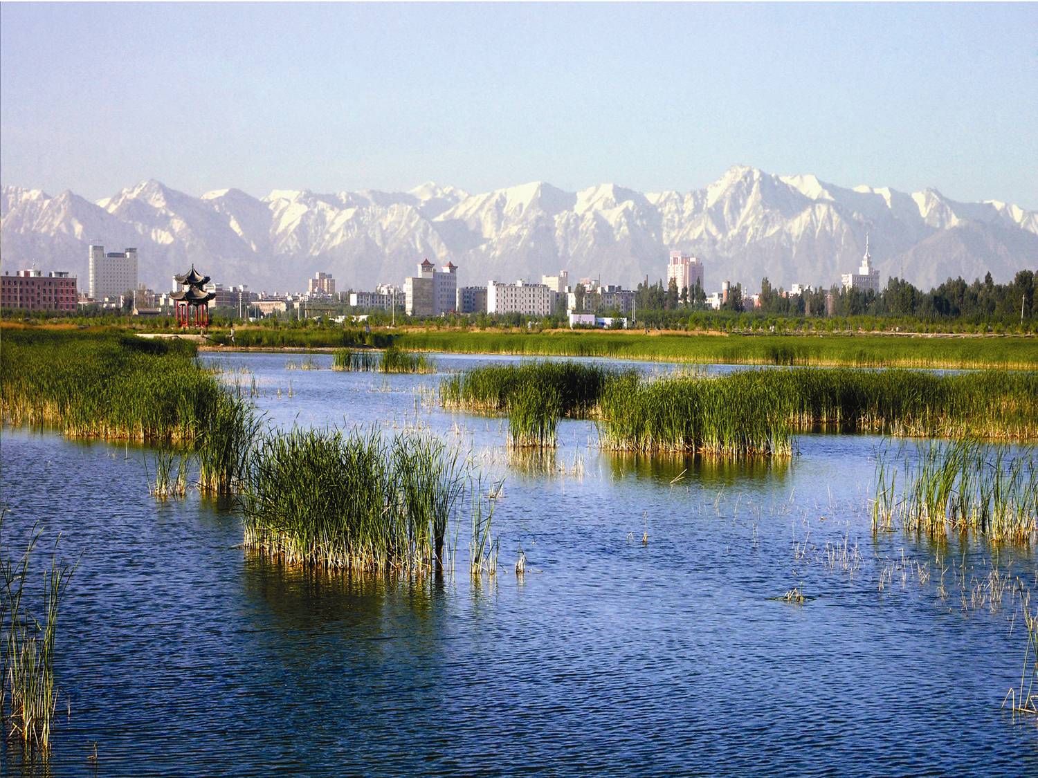 湿地苇溪